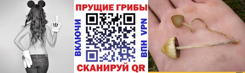 сколько стоит  Красноуфимск  omg как зайти  Псилоцибиновые грибы Psilocybine cubensis 